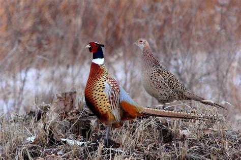 All hunting regulations and bag limits apply through the season&x27;s end. . Wi dnr pheasant stocking
